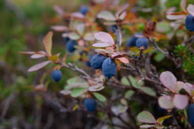 Sonbaharda sulak bir arazide yetişen kırmızı yapraklı parlak dalların ve Aşı Uliginosum 'un (bataklık bilberry, bataklık yaban mersini) mavi meyvelerinin yakın çekimi.