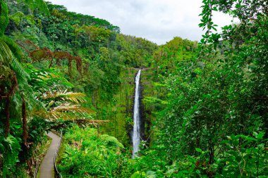 Yeşil, yoğun yağmur ormanlarında uçurumdan akan güzel, uzun ve ince şelale akıntısı. Akaka Şelalesi, Büyük Ada, Hawaii, ABD.