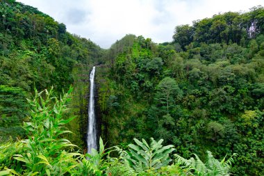 Yeşil, yoğun yağmur ormanlarında uçurumdan akan güzel, uzun ve ince şelale akıntısı. Akaka Şelalesi, Büyük Ada, Hawaii, ABD.