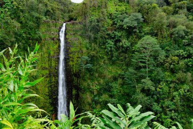 Yeşil, yoğun yağmur ormanlarında uçurumdan akan güzel, uzun ve ince şelale akıntısı. Akaka Şelalesi, Büyük Ada, Hawaii, ABD.