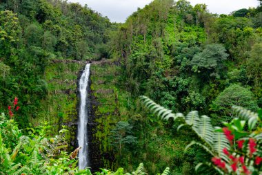 Yeşil, yoğun yağmur ormanlarında uçurumdan akan güzel, uzun ve ince şelale akıntısı. Akaka Şelalesi, Büyük Ada, Hawaii, ABD.