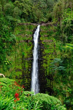 Yeşil, yoğun yağmur ormanlarında uçurumdan akan güzel, uzun ve ince şelale akıntısı. Akaka Şelalesi, Büyük Ada, Hawaii, ABD.