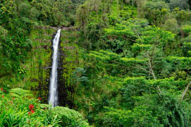 Yeşil, yoğun yağmur ormanlarında uçurumdan akan güzel, uzun ve ince şelale akıntısı. Akaka Şelalesi, Büyük Ada, Hawaii, ABD.