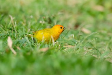 Güzel renkli tropikal sarı kuş, Saffron ispinozu, çimlerin yeşil çimlerini arıyor..