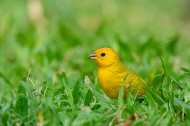 Güzel renkli tropikal sarı kuş, Saffron ispinozu, çimlerin yeşil çimlerini arıyor..
