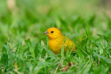 Beautiful colorful tropical yellow bird , Saffron finch, is foraging on the green grass of the lawn. clipart