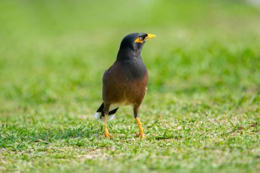 Tropikal gürültücü kuş. Siyah ve kahverengi tüyleri, sarı gözleri ve bacakları olan Myna yeşil çimlerde yürüyor..