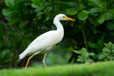 Sarı gagalı ve bacaklı güzel beyaz vinç batılı sığır balıkçıl yeşil çimlerde yürüyor ve yiyecek arıyor..