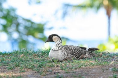 Hawaii kazlarından biri (ya da Nene kaz) Hawaii adasındaki parktaki ağaçların altındaki yeşil çimlerde dinleniyor..
