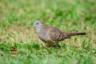 Şirin küçük tropikal güvercin Zebra parktaki çimlerin üzerinde yiyecek arıyor..