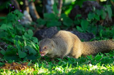 Şirin tüylü küçük Asyalı firavun faresi bahçedeki volkanik kayaların arasında kedi maması yiyor. Hawaii adalarında istilacı türler..