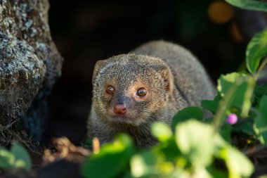 Cute furry Small Asian mongoose is hiding in the bush among rocks and plants, invasive species in Hawaii islands. clipart