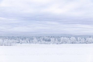 Kış çayırlarındaki manzara, karlı tarlalar ve kışın soğuğu, gökyüzündeki ipeksi bulutlarla kaplı ağaçlar..