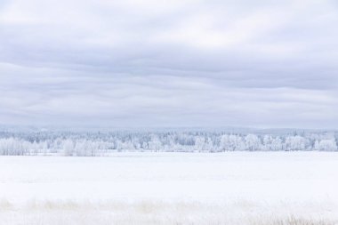 Kış çayırlarındaki manzara, karlı tarlalar ve kışın soğuğu, gökyüzündeki ipeksi bulutlarla kaplı ağaçlar..