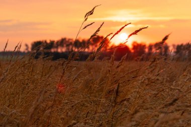 Çayırlarda canlı turuncu gün batımı, kırsal alanda çim kafalar siluetleri ve yuvarlak sarı güneş.