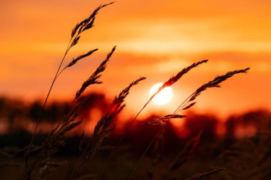 Çayırlarda canlı turuncu gün batımı, kırsal alanda çim kafalar siluetleri ve yuvarlak sarı güneş.