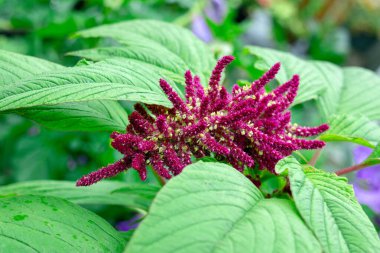 Koyu kırmızı çiçekli yeşil yapraklı bir çiçek. Yaz bahçesinde protein tohumları için yetişiyor..
