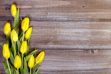 Yeşil yapraklı göz kamaştırıcı sarı laleler, bahar minimalist beyaz kart. Kırsal kahverengi ahşap arka plan.