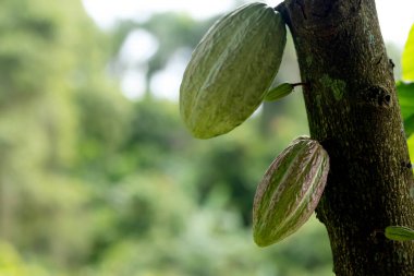 Olgunlaşan kakao kabukları tropikal tarım tarlalarındaki yemyeşil yapraklarda bir kakao ağacında yetişiyor..