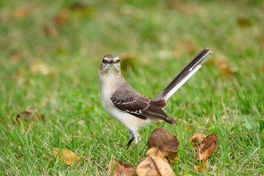 Kuzeyli alaycı kuş, yaz bahçesindeki yeşil çimlerde alarma geçti..