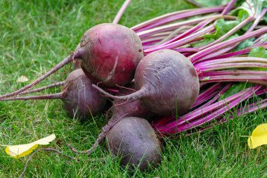 Yapraklarla toplanmış bir grup pancar tohumu bahçede düşmüş sarı sonbahar yapraklarıyla yeşil çimlerde toplanır..