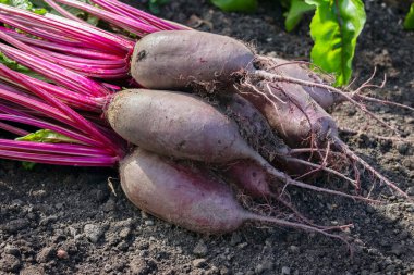 Yapraklı pancar kökleri (Cylindra çeşitliliği) bahçede büyüyen pancar sırasının yanında yerde yatar..