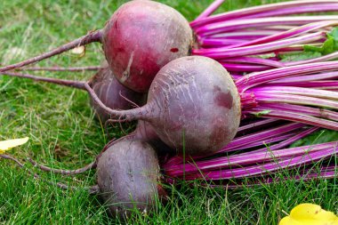 Yapraklarla toplanmış bir grup pancar tohumu bahçede düşmüş sarı sonbahar yapraklarıyla yeşil çimlerde toplanır..