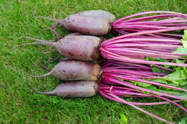 Yapraklarla hasat edilen uzun pancar kökleri (Cylindra çeşitliliği) bahçede sarı sonbahar yaprakları dökülmüş yeşil çimenlik çimlerde toplanır..