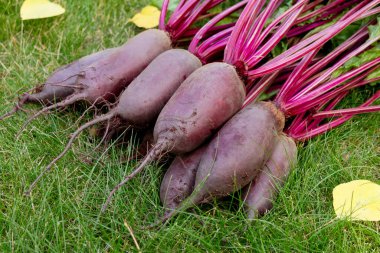Yapraklarla hasat edilen uzun pancar kökleri (Cylindra çeşitliliği) bahçede sarı sonbahar yaprakları dökülmüş yeşil çimenlik çimlerde toplanır..
