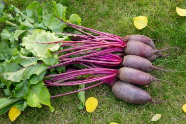 Yapraklarla hasat edilen uzun pancar kökleri (Cylindra çeşitliliği) bahçede sarı sonbahar yaprakları dökülmüş yeşil çimenlik çimlerde toplanır..