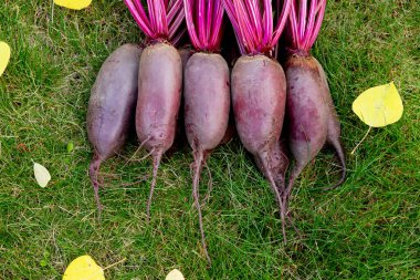 Yapraklarla hasat edilen uzun pancar kökleri (Cylindra çeşitliliği) bahçede sarı sonbahar yaprakları dökülmüş yeşil çimenlik çimlerde toplanır..