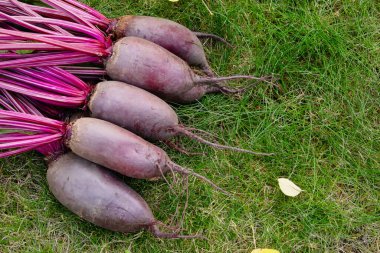 Yapraklarla hasat edilen uzun pancar kökleri (Cylindra çeşitliliği) bahçede sarı sonbahar yaprakları dökülmüş yeşil çimenlik çimlerde toplanır..
