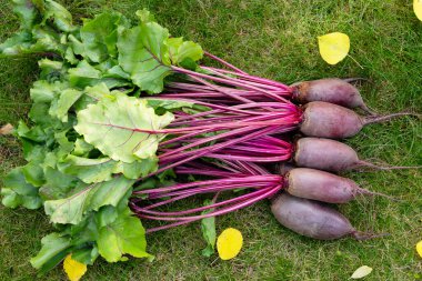 Yapraklarla hasat edilen uzun pancar kökleri (Cylindra çeşitliliği) bahçede sarı sonbahar yaprakları dökülmüş yeşil çimenlik çimlerde toplanır..
