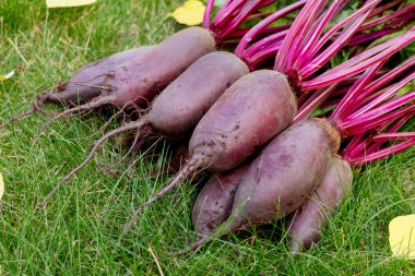 Yapraklarla hasat edilen uzun pancar kökleri (Cylindra çeşitliliği) bahçede sarı sonbahar yaprakları dökülmüş yeşil çimenlik çimlerde toplanır..