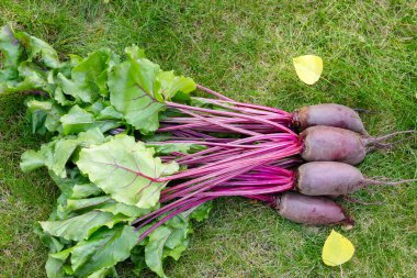 Yapraklarla hasat edilen uzun pancar kökleri (Cylindra çeşitliliği) bahçede sarı sonbahar yaprakları dökülmüş yeşil çimenlik çimlerde toplanır..