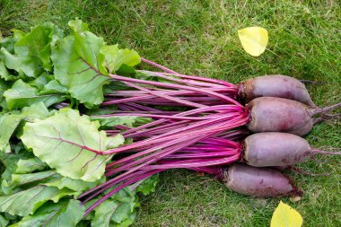 Yapraklarla hasat edilen uzun pancar kökleri (Cylindra çeşitliliği) bahçede sarı sonbahar yaprakları dökülmüş yeşil çimenlik çimlerde toplanır..