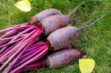 Yapraklarla hasat edilen uzun pancar kökleri (Cylindra çeşitliliği) bahçede sarı sonbahar yaprakları dökülmüş yeşil çimenlik çimlerde toplanır..