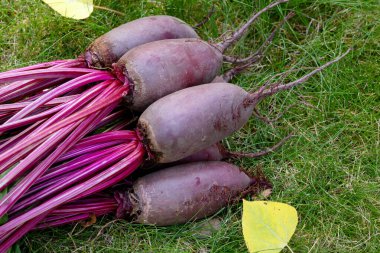 Yapraklarla hasat edilen uzun pancar kökleri (Cylindra çeşitliliği) bahçede sarı sonbahar yaprakları dökülmüş yeşil çimenlik çimlerde toplanır..