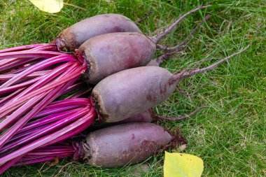 Yapraklarla hasat edilen uzun pancar kökleri (Cylindra çeşitliliği) bahçede sarı sonbahar yaprakları dökülmüş yeşil çimenlik çimlerde toplanır..