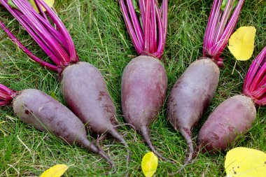 Yapraklarla hasat edilen uzun pancar kökleri (Cylindra çeşitliliği) bahçede sarı sonbahar yaprakları dökülmüş yeşil çimenlik çimlerde toplanır..