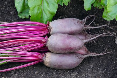 Yapraklı pancar kökleri (Cylindra çeşitliliği) bahçede büyüyen pancar sırasının yanında yerde yatar..