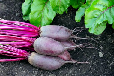 Yapraklı pancar kökleri (Cylindra çeşitliliği) bahçede büyüyen pancar sırasının yanında yerde yatar..