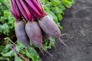 Yapraklı pancar kökleri (Cylindra çeşitliliği), bahçede büyüyen pancar sırasının yanında yer üstünde toplanır..