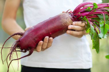 Bir bahçıvan, büyük, temiz ve uzun bir silindir pancarını elinde yeşil yapraklarla yaz bahçesinde duruyor..
