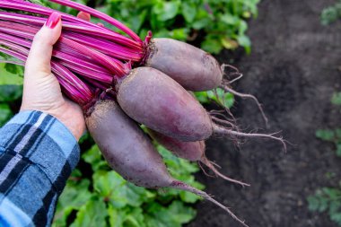 Dişi bahçıvan elinde yeşil yapraklı uzun pancar pancarları tutuyor. Bahçede pancar yetiştirme sıraları arasında duruyor..