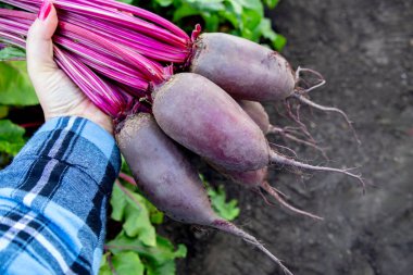 Dişi bahçıvan elinde yeşil yapraklı uzun pancar pancarları tutuyor. Bahçede pancar yetiştirme sıraları arasında duruyor..