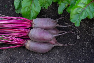 Yapraklı pancar kökleri (Cylindra çeşitliliği) bahçede büyüyen pancar sırasının yanında yerde yatar..