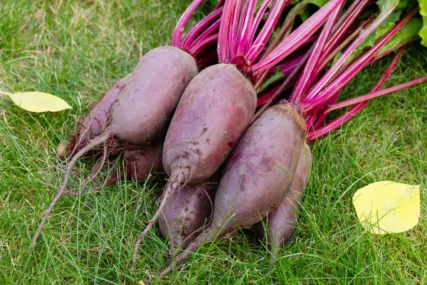 Yapraklarla hasat edilen uzun pancar kökleri (Cylindra çeşitliliği) bahçede sarı sonbahar yaprakları dökülmüş yeşil çimenlik çimlerde toplanır..