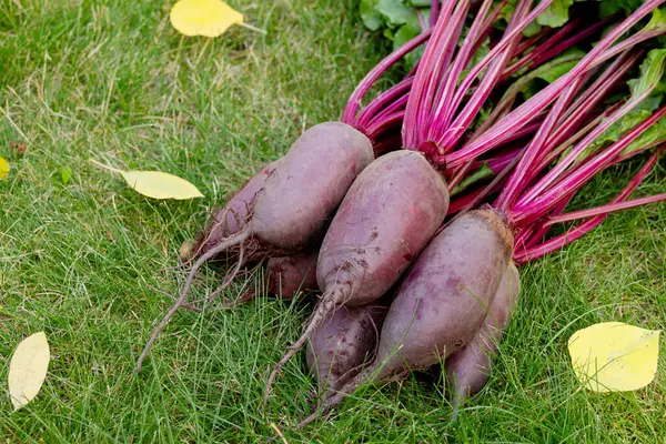Yapraklarla hasat edilen uzun pancar kökleri (Cylindra çeşitliliği) bahçede sarı sonbahar yaprakları dökülmüş yeşil çimenlik çimlerde toplanır..