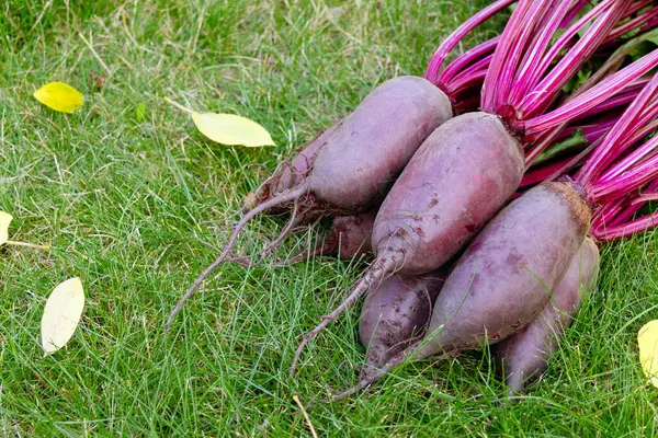 Yapraklarla hasat edilen uzun pancar kökleri (Cylindra çeşitliliği) bahçede sarı sonbahar yaprakları dökülmüş yeşil çimenlik çimlerde toplanır..